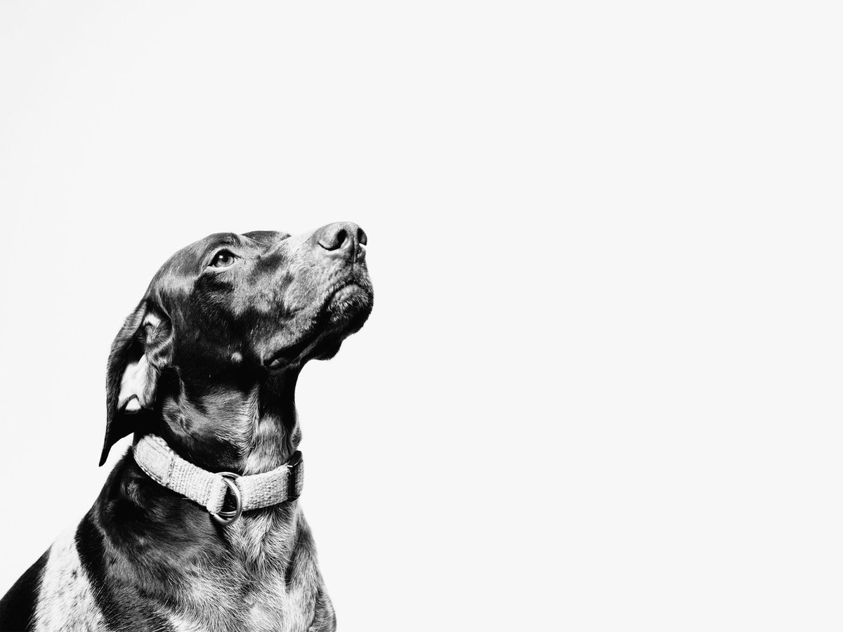 The Canine Residency