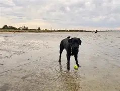 Altona Dog Beach