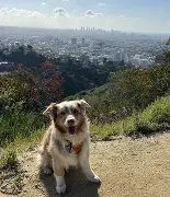 Runyon Canyon Dog Park