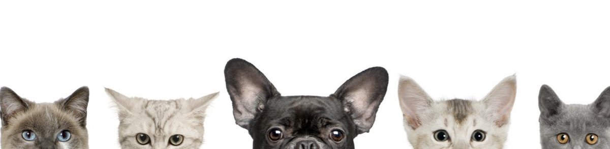 Veterinärmedizinisches Zentrum Berlin – Tierarztpraxis Rödiger (24h)