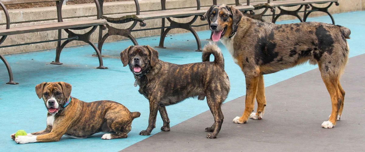 Hudson River Park Dog Runs