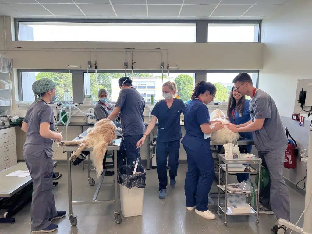 Advetia – Hôpital Vétérinaire Paris Ouest