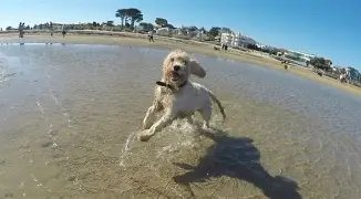 Brighton Dog Beach