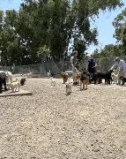 Barrington Dog Park