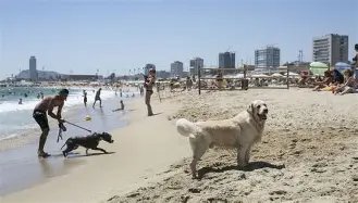 Platja de Llevant – Àrea per a gossos (Dog Beach)
