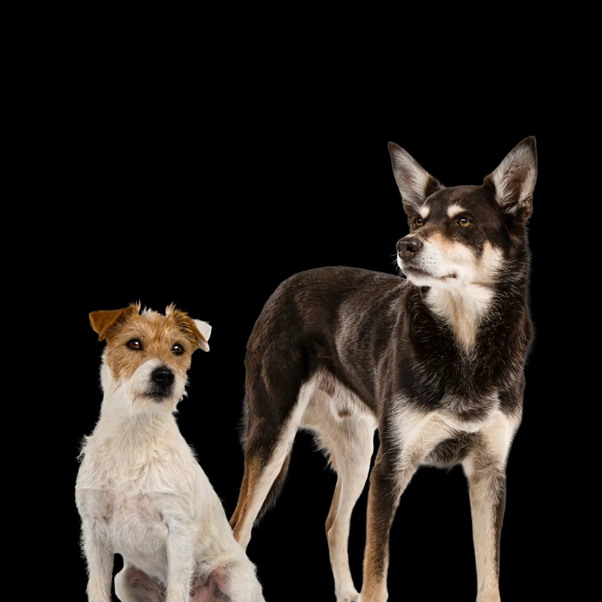 Martin Rütter Hundeschule Berlin (Inh. Sandau)