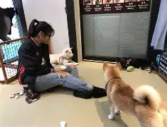 Shiba Inu Café