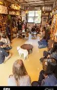 Fressness Dog Café
