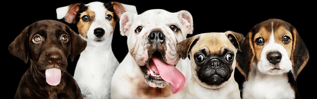 Family Dog Club (Asilo per cani)