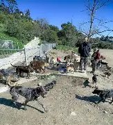 Laurel Canyon Dog Park