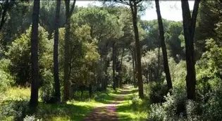 Pineta di Castel Fusano (Riserva del Litorale Romano)