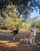 Griffith Park Dog Park
