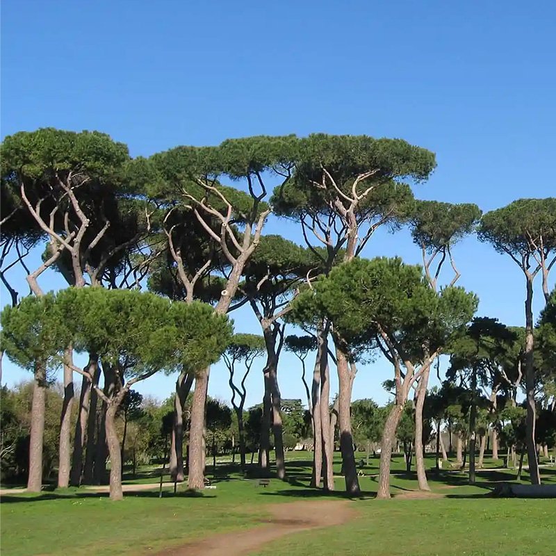 Parco del Pineto (Pineta Sacchetti)