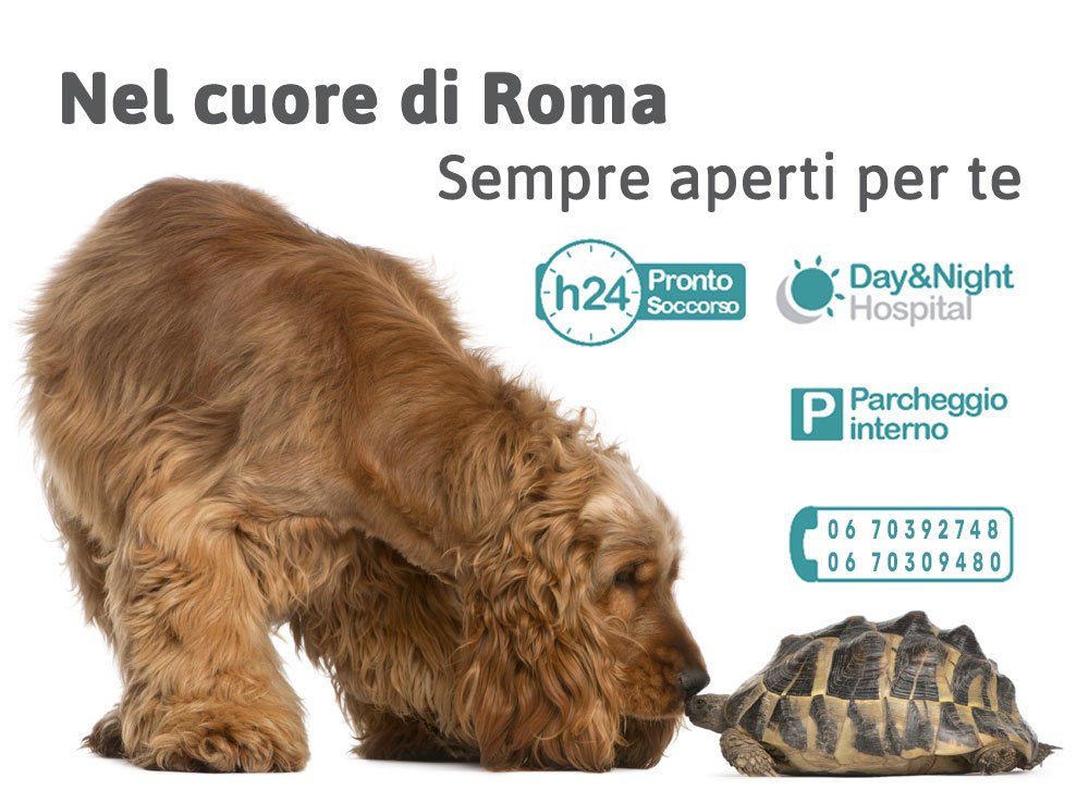 Clinica Veterinaria San Giovanni (H24)