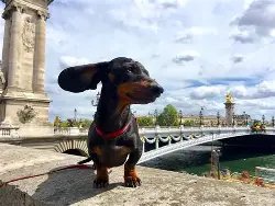 Paris Dogs – Éducation & Balades