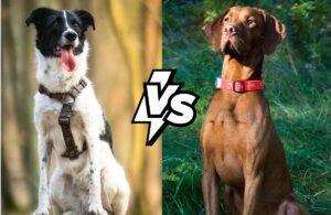 The Dog Cafรฉ
