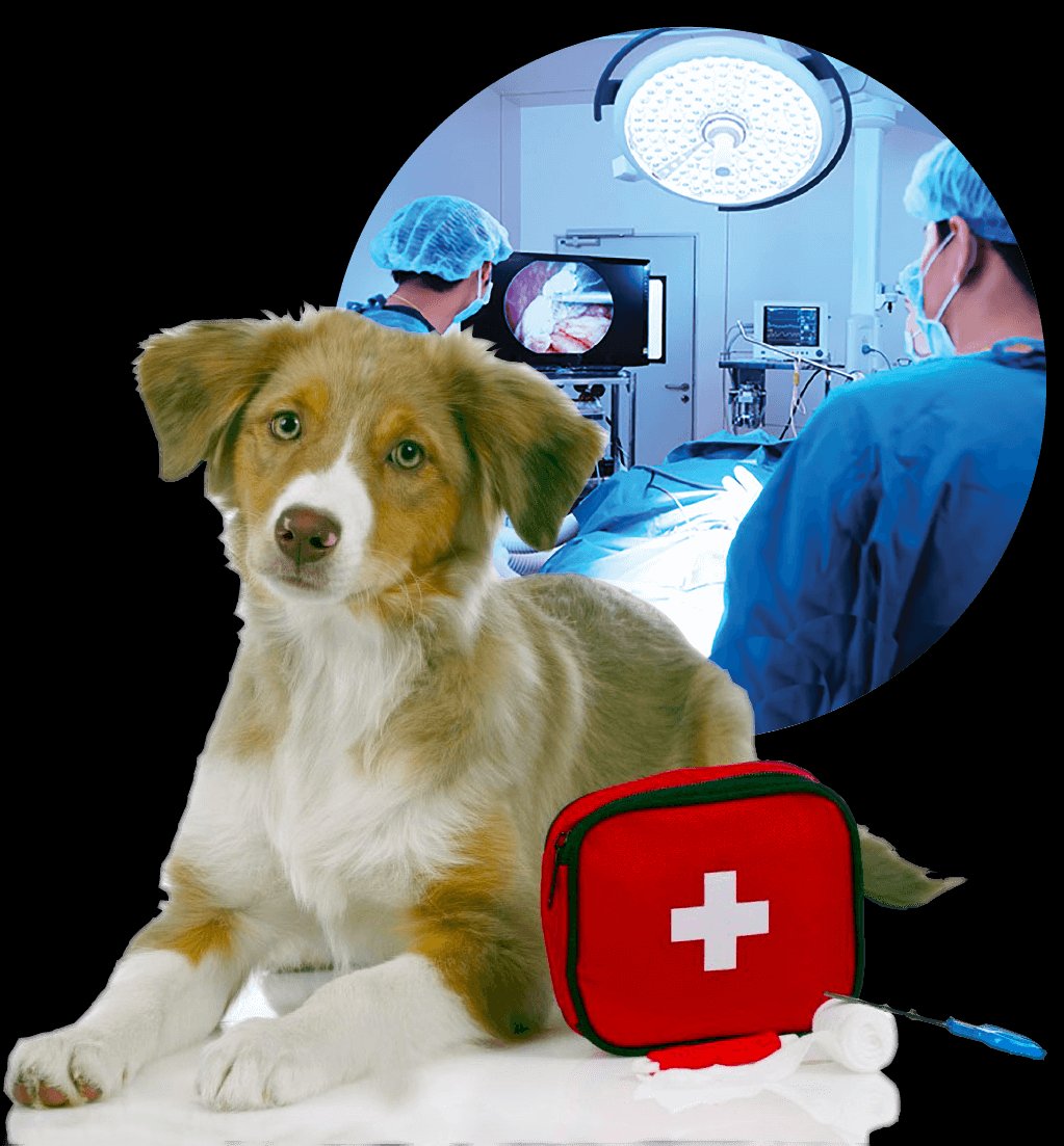 Clinica Veterinaria San Francesco (Montesacro)