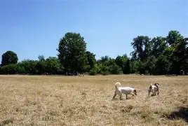 Bois de Vincennes (dogs allowed on paths)