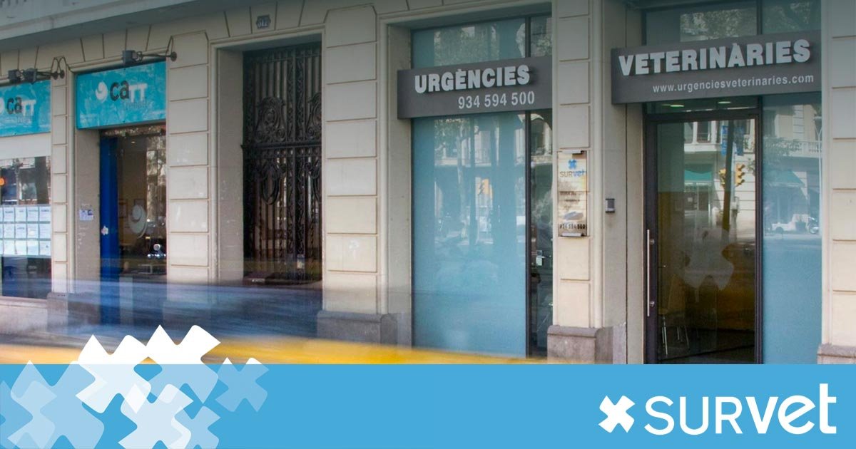 SURvet – Urgencias Veterinarias 24h