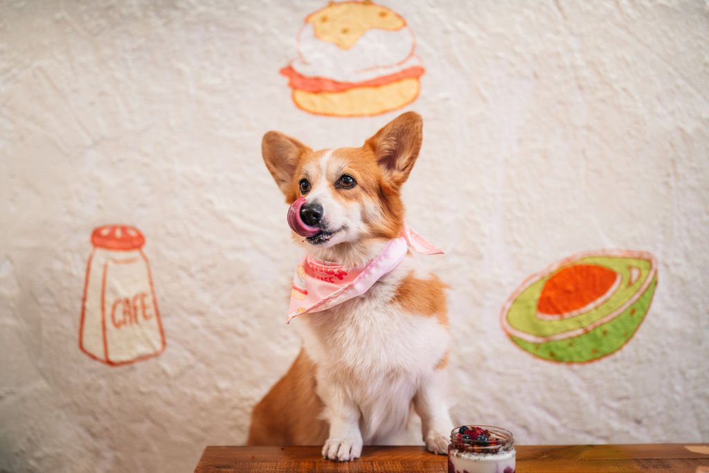 Corgi Café (Gòtic)