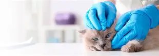 Hospital Veterinari Barcelona (HVB)
