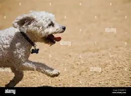 Culver City Dog Park